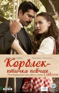 Королек - птичка певчая смотреть онлайн